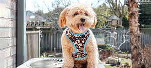 "Exotic" Reversible Harness