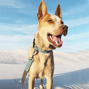 Malibu Teal Linen Dog Collar - Posh Puppy Boutique