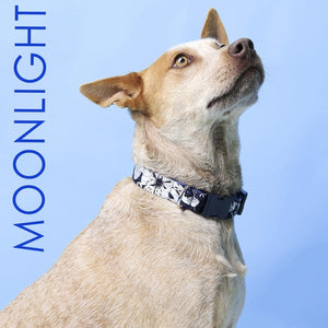 Moonlight Floral Voile Dog Collar - Posh Puppy Boutique