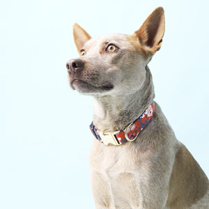 Scarlet Orange Floral Voile Dog Collar - Posh Puppy Boutique