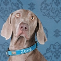 Mimi Green 'Zack' Dog Collar - Posh Puppy Boutique