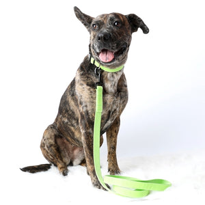 Mimi Green Gator Green Velvet Collars and Leashes - Posh Puppy Boutique