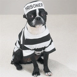 Prison Pooch Costume - Posh Puppy Boutique