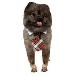 Carter Shirt Tie Collar - Posh Puppy Boutique