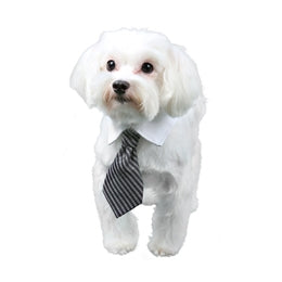 Luke Shirt Dog Collar - Posh Puppy Boutique