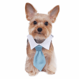Mason Shirt Collar - Posh Puppy Boutique