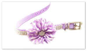 Chevron Sparkle Flowered Rhinestone Dog Collar - Purple - Posh Puppy Boutique