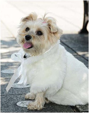 Fun Fur Set-in Sleeve Coat - White - Posh Puppy Boutique