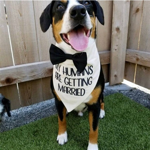 My Humans Are Getting Married Bandana