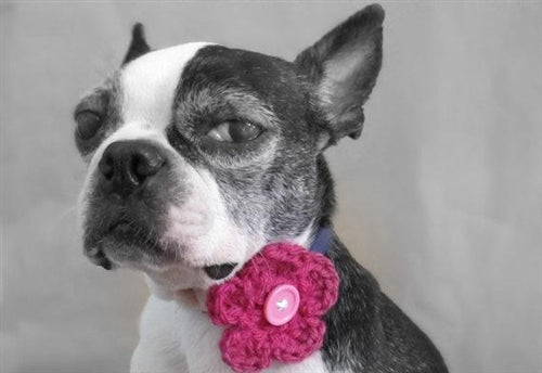 Crochet Dog Collar Flower in Many Colors, Many Layers