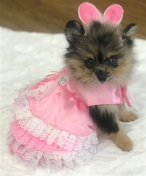 Barktorias Secret Costume - Posh Puppy Boutique