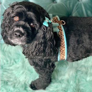Susan Lanci Two Tone Big Bow Tinkie Harness in Tiffi Blue and Cheetah - Posh Puppy Boutique