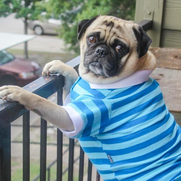 Stripe Polo Shirt in Blue