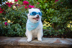Shiny Blue ILS Doggles with Blue Lens & Straps - Posh Puppy Boutique