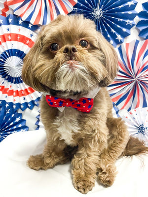 Charlie Bow Tie Collar - Posh Puppy Boutique